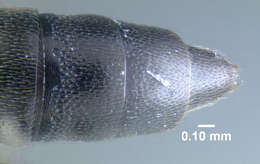 Stenus (Stenus) clavicornis (Scopoli 1763) resmi