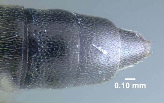 Stenus (Stenus) clavicornis (Scopoli 1763) resmi