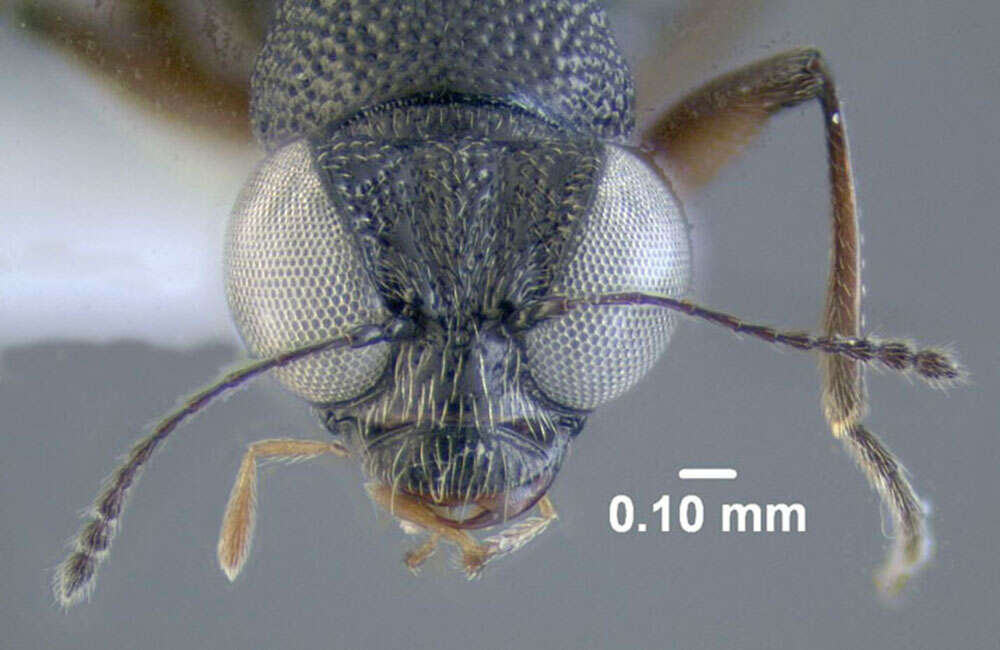 Stenus (Stenus) clavicornis (Scopoli 1763) resmi