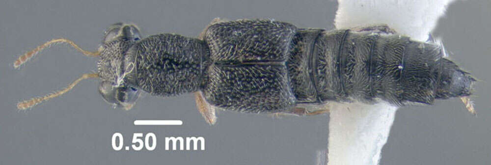 Stenus (Hypostenus) flavicornis Erichson 1840 resmi