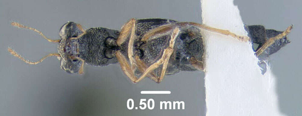 Stenus (Hypostenus) flavicornis Erichson 1840 resmi