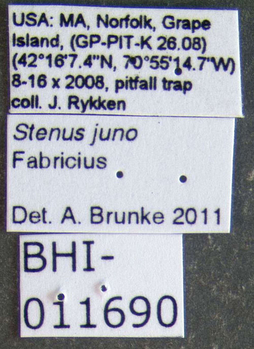 Image of Stenus (Stenus) juno (Paykull 1789)