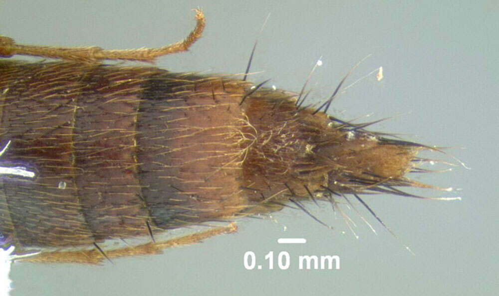 Image of Ischnosoma virginicum (Bernhauer 1917)