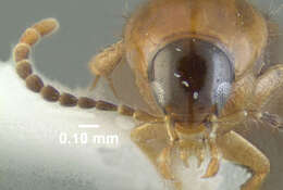 Image of Ischnosoma virginicum (Bernhauer 1917)