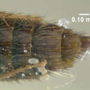 Image of Mycetoporus triangulatus Campbell 1991