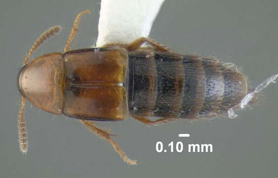 Image of Mycetoporus triangulatus Campbell 1991