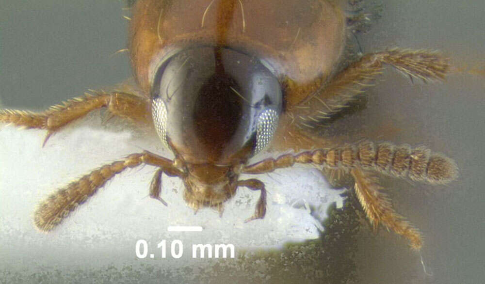 Image of Mycetoporus triangulatus Campbell 1991