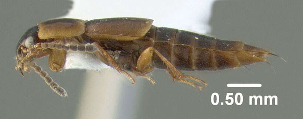 Imagem de Tachinus (Tachinus) corticinus Gravenhorst 1802