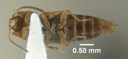 Imagem de Tachinus (Tachinus) corticinus Gravenhorst 1802