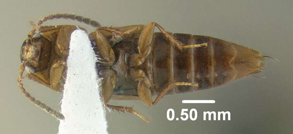 Imagem de Tachinus (Tachinus) corticinus Gravenhorst 1802