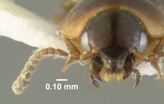 Imagem de Tachinus (Tachinus) corticinus Gravenhorst 1802