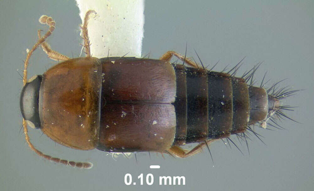 Tachyporus dispar (Paykull 1789) resmi