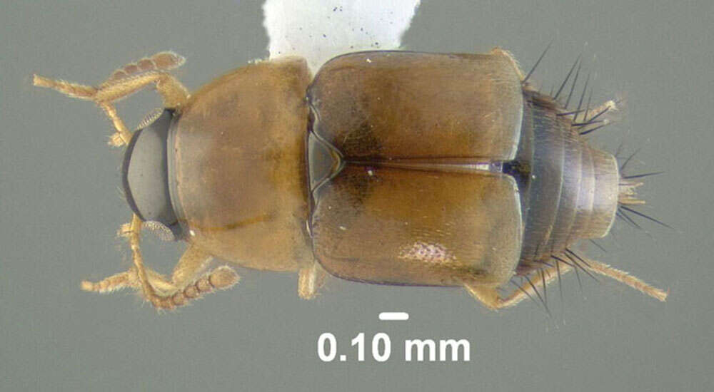 Image of Tachyporus (Tachyporus) jocosus Say 1832