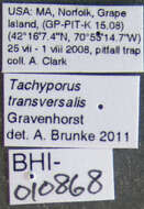 Image of Tachyporus (Tachyporus) transversalis Gravenhorst 1806