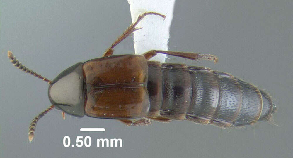 Image of Carphacis effrenatus Herman 2001