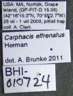 Image of Carphacis effrenatus Herman 2001