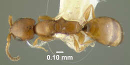 Image of Cephalonomia