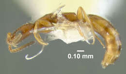 Image of Cephalonomia