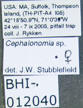 Image of Cephalonomia