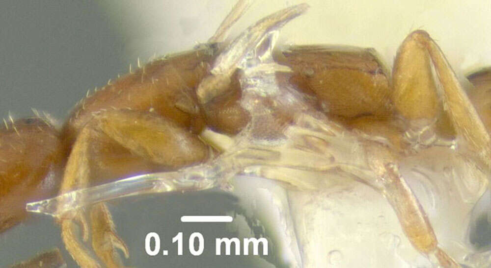 Image of Cephalonomia