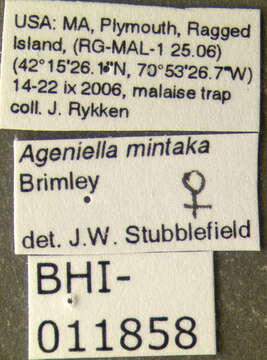 Image of Ageniella mintaka Brimley 1928