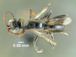 Image of Dipogon pulchripennis (Cresson 1867)