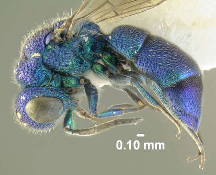 Image of <i>Caenochrysis doriae</i>