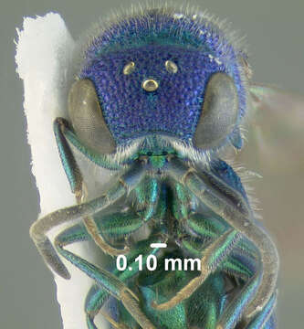 Image of <i>Caenochrysis doriae</i>