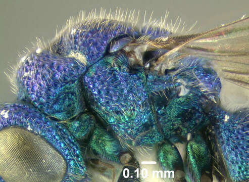 Image of <i>Caenochrysis doriae</i>