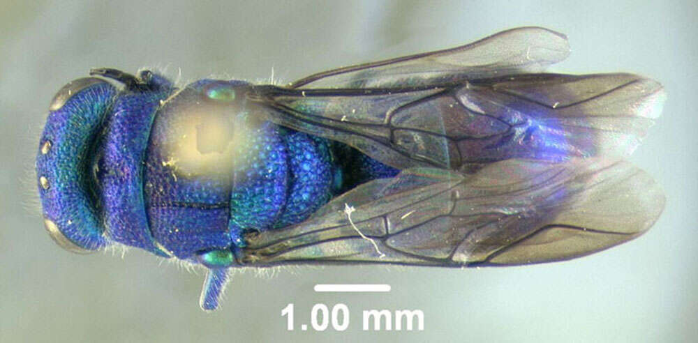 Image of <i>Chrysis nitidula</i>