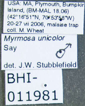 Image of Myrmosa unicolor Say 1824