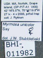 Plancia ëd Myrmosa unicolor Say 1824