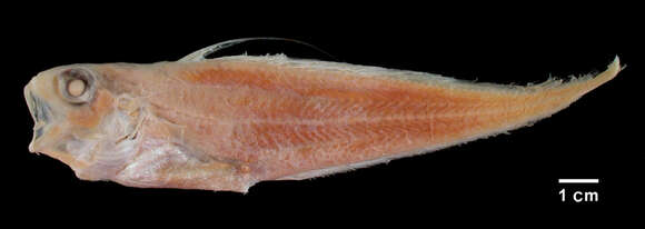 Image of Shortbeard codling