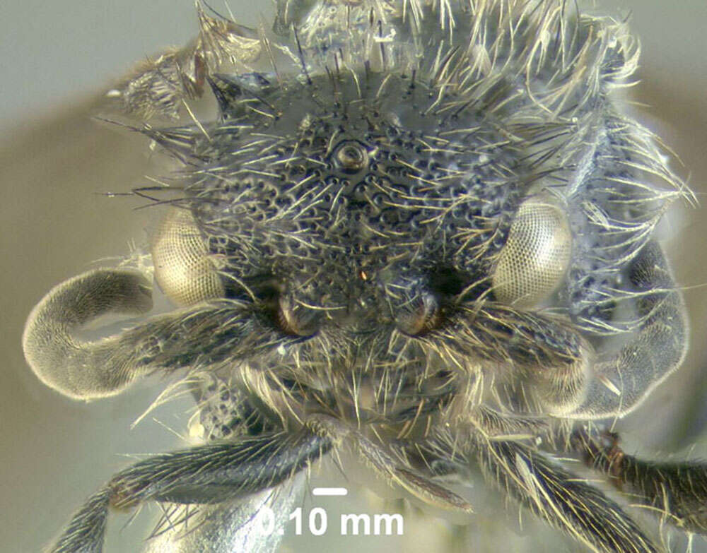 Image of Dasymutilla gibbosa (Say 1836)