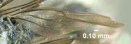 Image of Dasymutilla gibbosa (Say 1836)