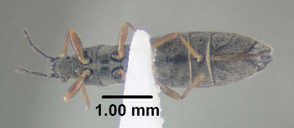 Ischnodemus falicus (Say & T. 1831) resmi