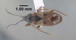 صورة Eremocoris ferus (Say & T. 1831)