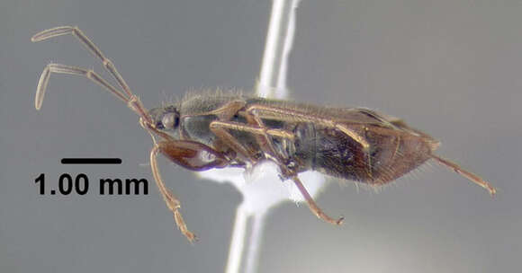 صورة Eremocoris ferus (Say & T. 1831)