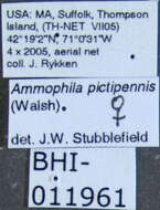 Image de Ammophila pictipennis Walsh 1869