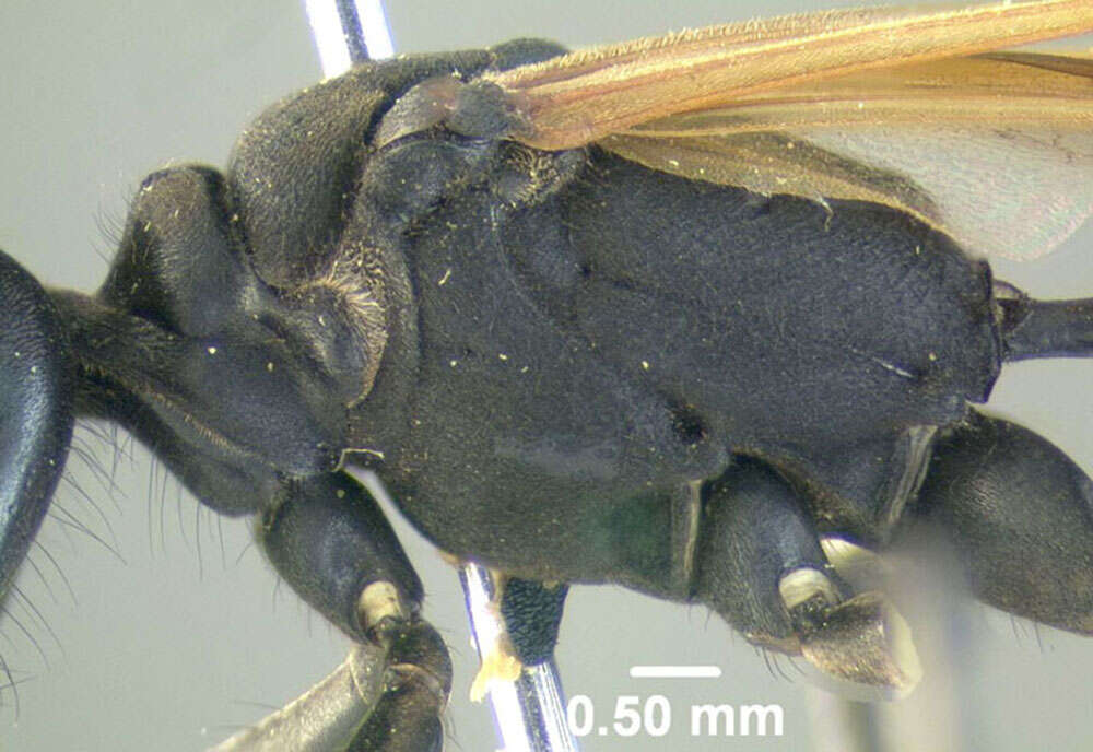 Image de Ammophila pictipennis Walsh 1869