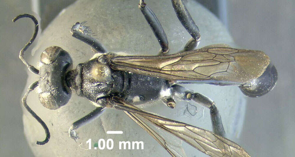 Image of Eremnophila Menke 1964