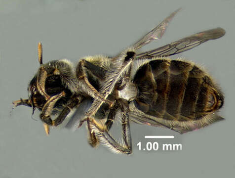 Image of Calliopsis andreniformis Smith 1853