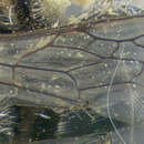 Image of <i>Melissodes druriella</i>