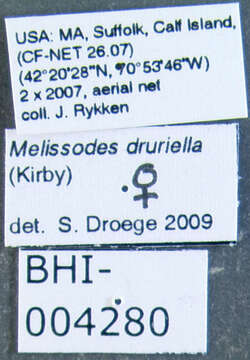 Image of <i>Melissodes druriella</i>