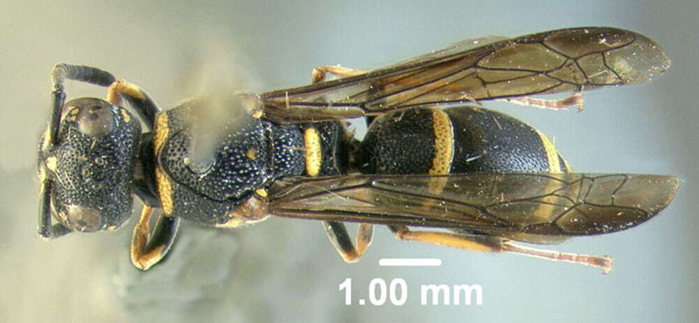 Image of Parancistrocerus pedestris (de Saussure 1856)