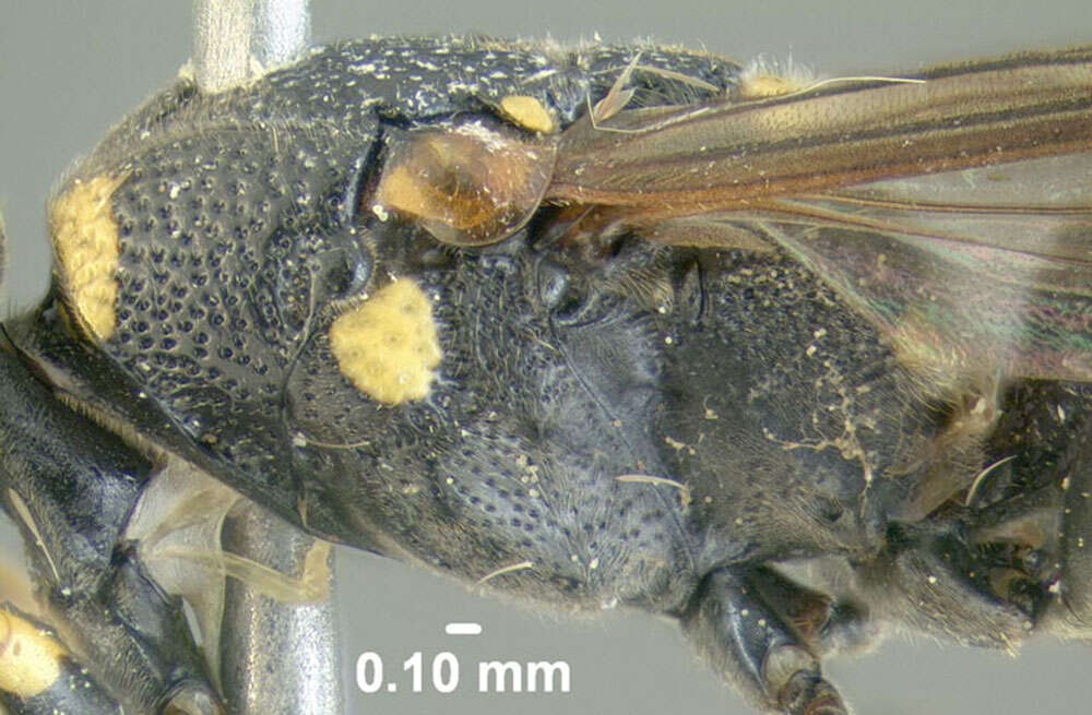 Image of Parancistrocerus pedestris (de Saussure 1856)