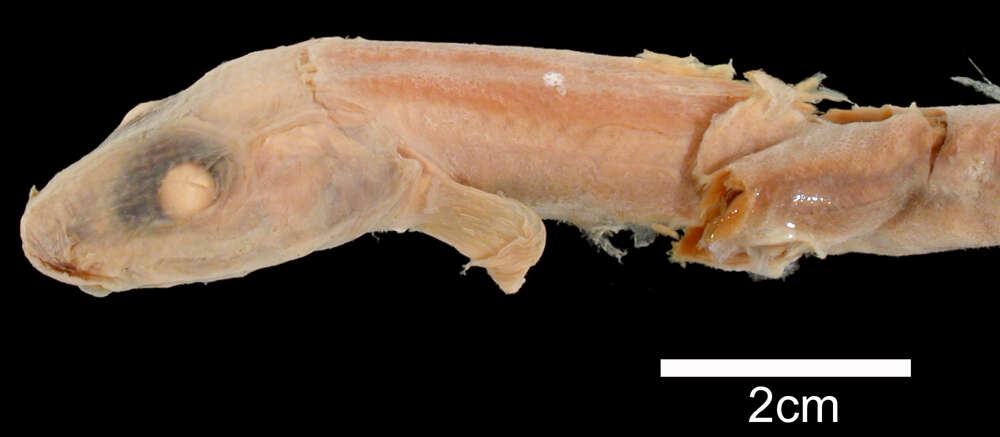 Image of Common wolf eel