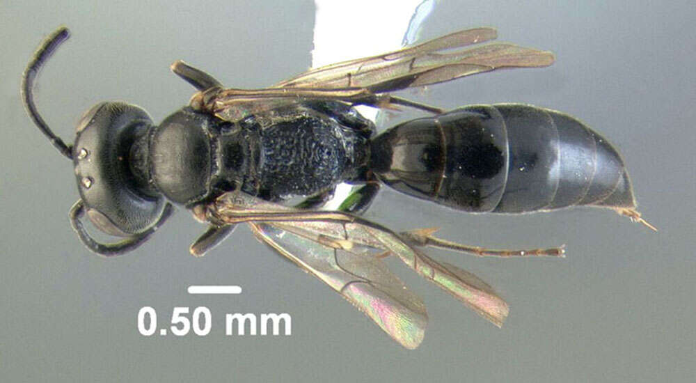 Image of Passaloecus cuspidatus F. Smith 1856