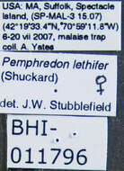 Image of Pemphredon lethifer (Shuckard 1837)