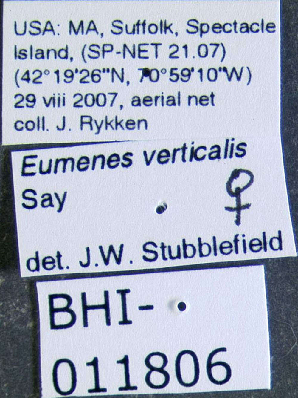 Eumenes verticalis Say 1824 resmi